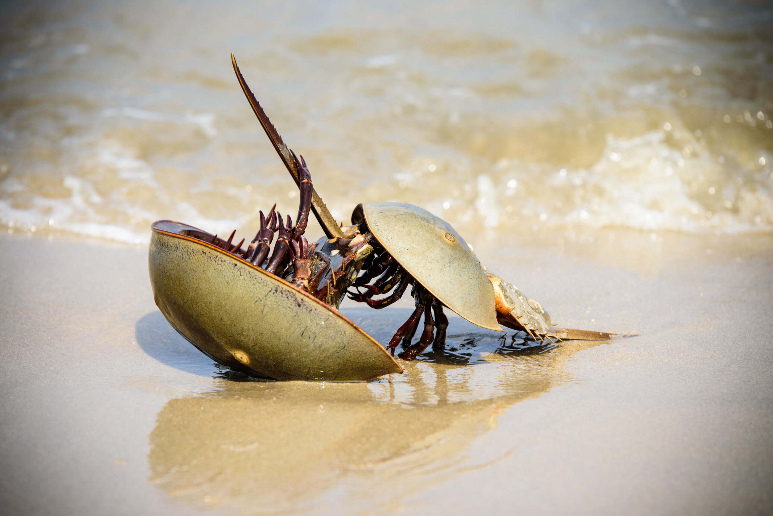 35-facts-about-horseshoe-crab-blood