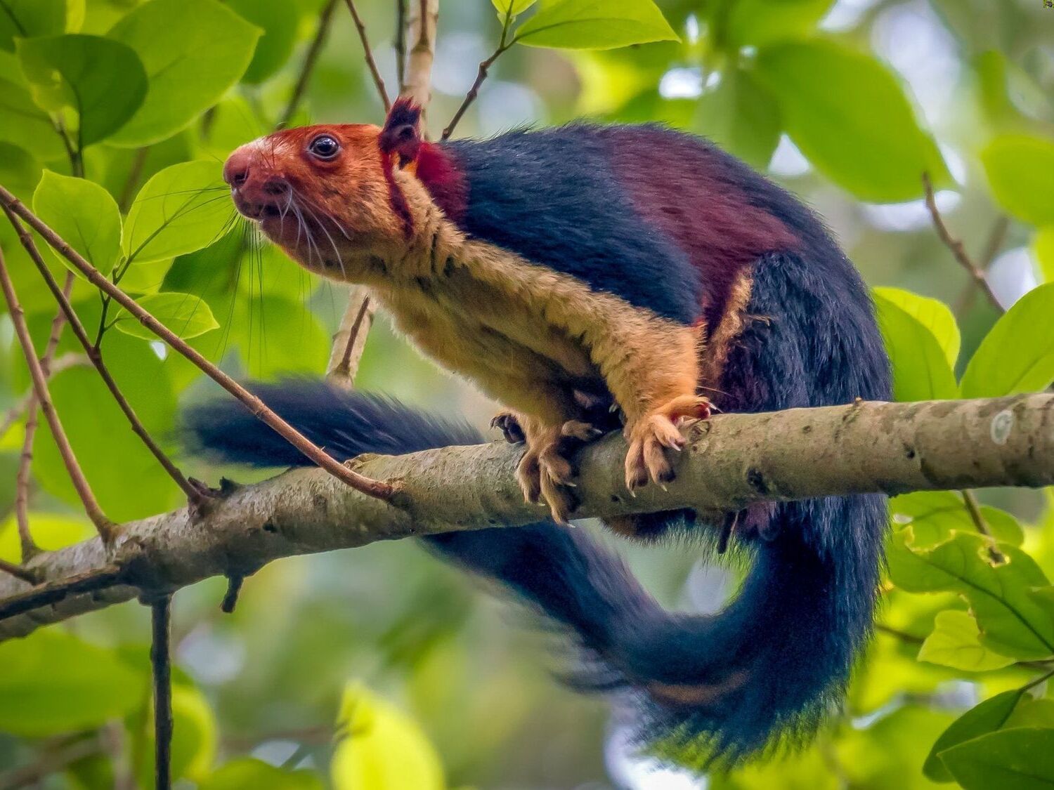 35-facts-about-indian-giant-squirrel