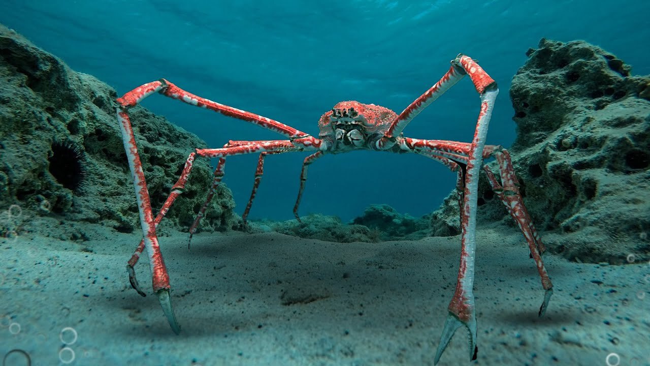 35-facts-about-japanese-spider-crab