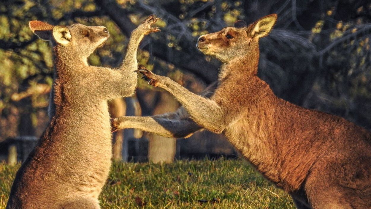 35-facts-about-kangaroo-boxing