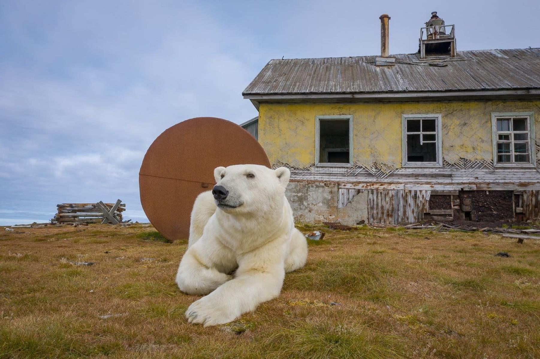 35-facts-about-kolyuchin-polar-bears