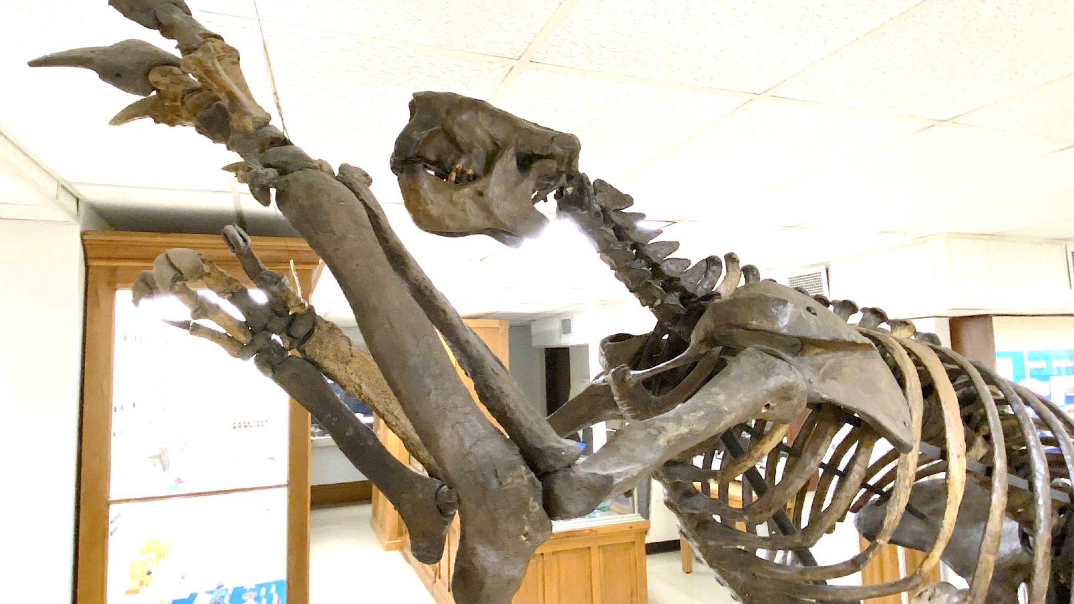 35-facts-about-megalonyx-jeffersonii-skull