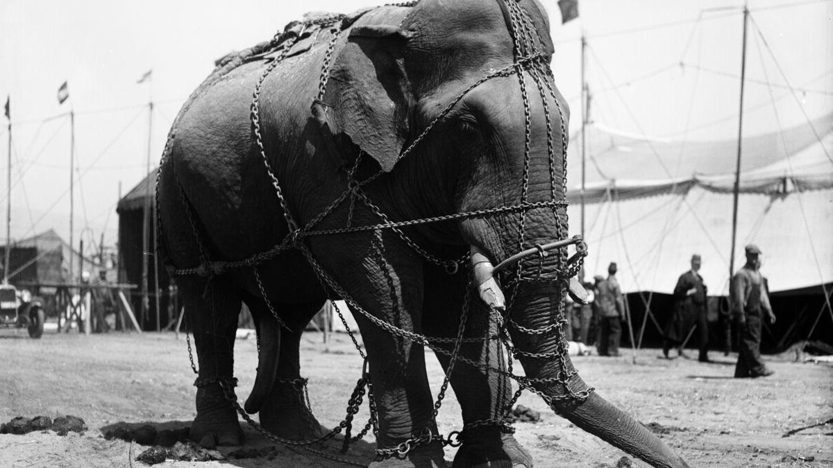 35-facts-about-murderous-mary-the-elephant