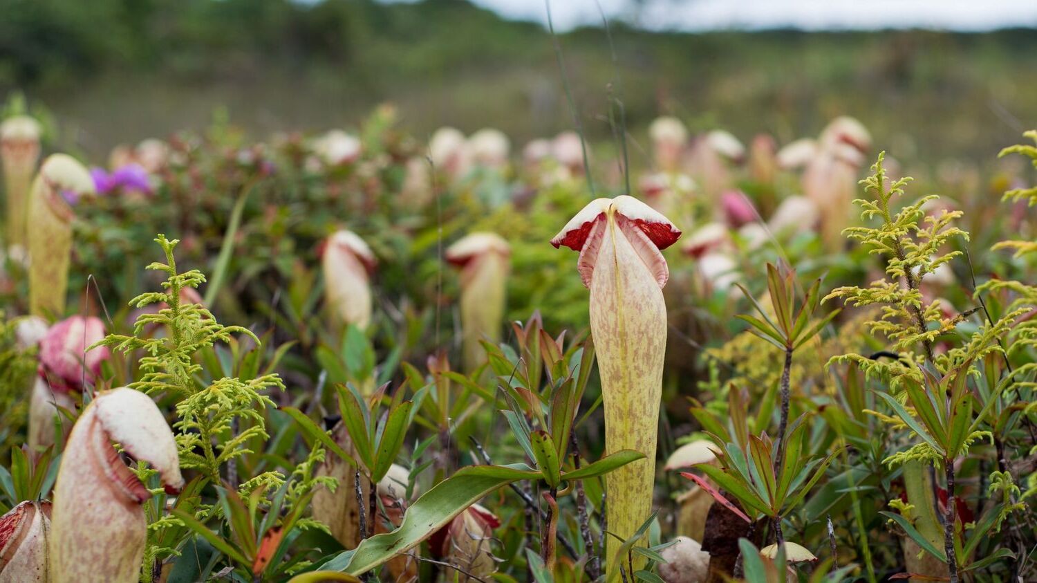 35-facts-about-nepenthes-bokorensis