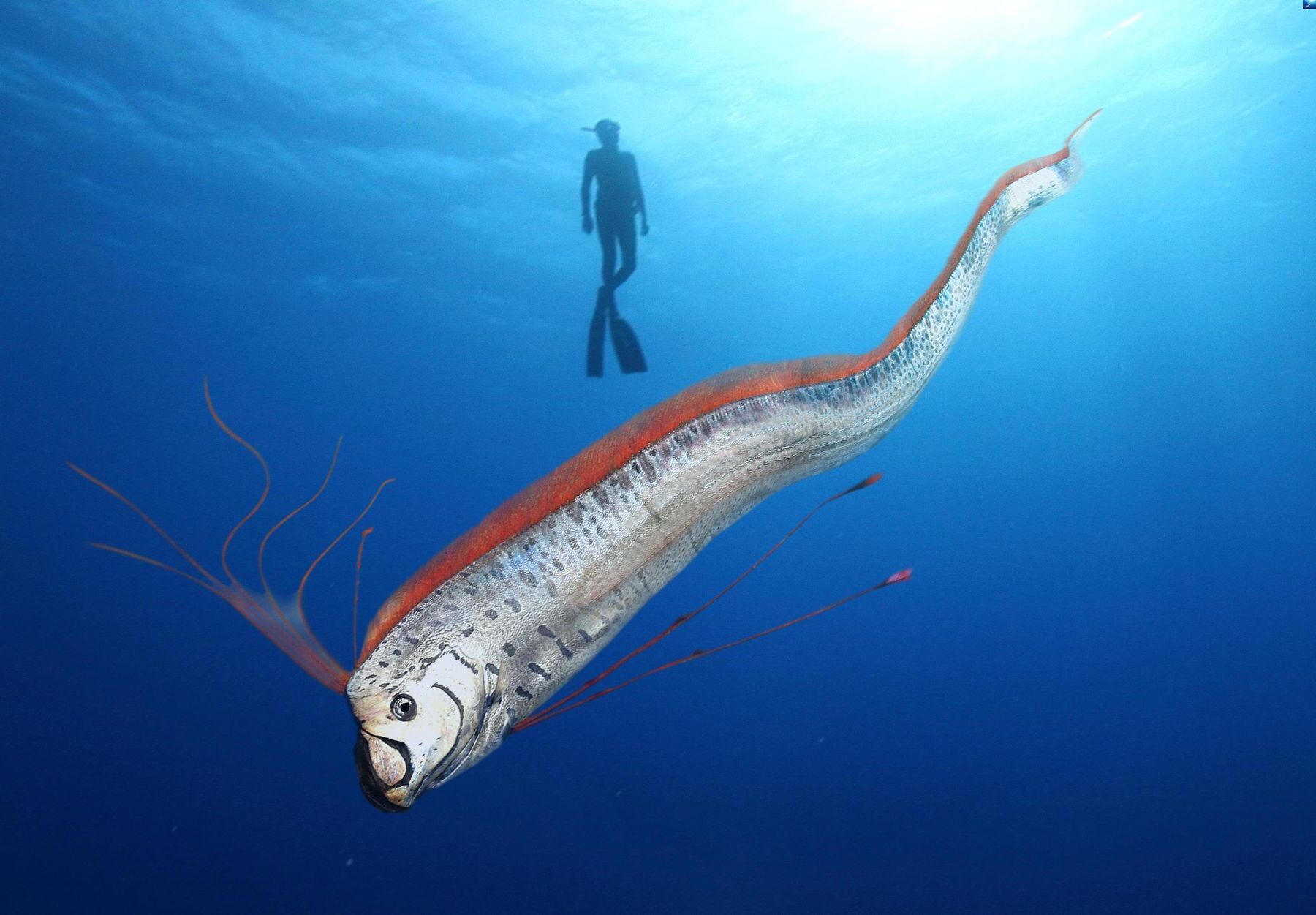 35-facts-about-oarfish