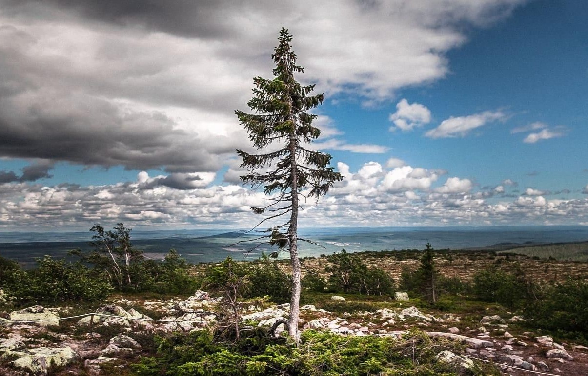 35-facts-about-old-tjikko