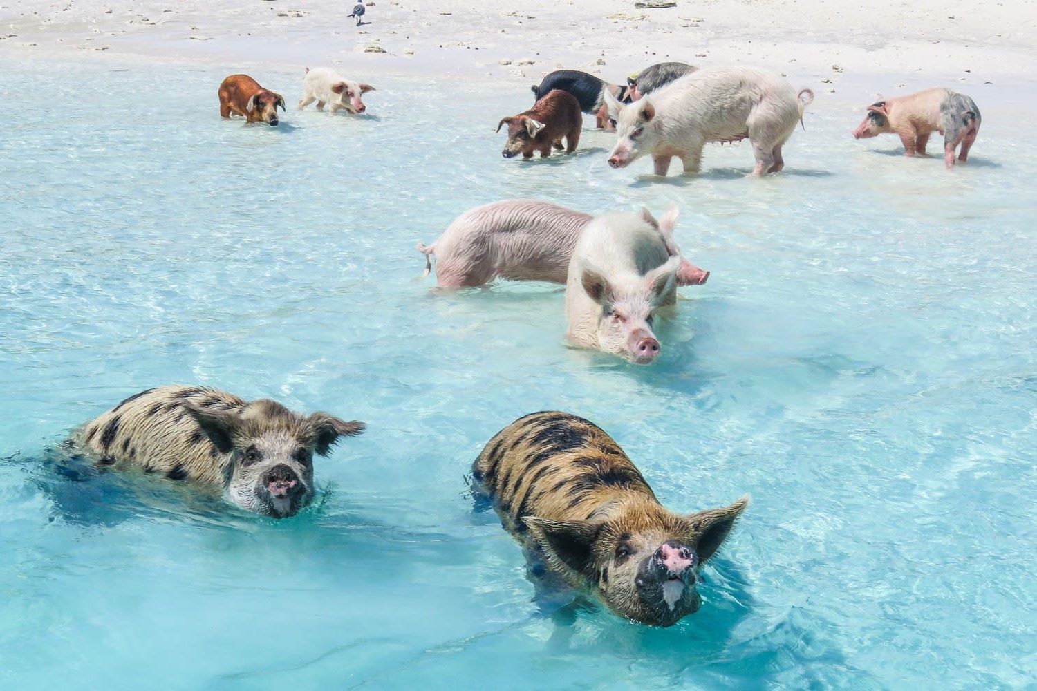 35-facts-about-pig-beach