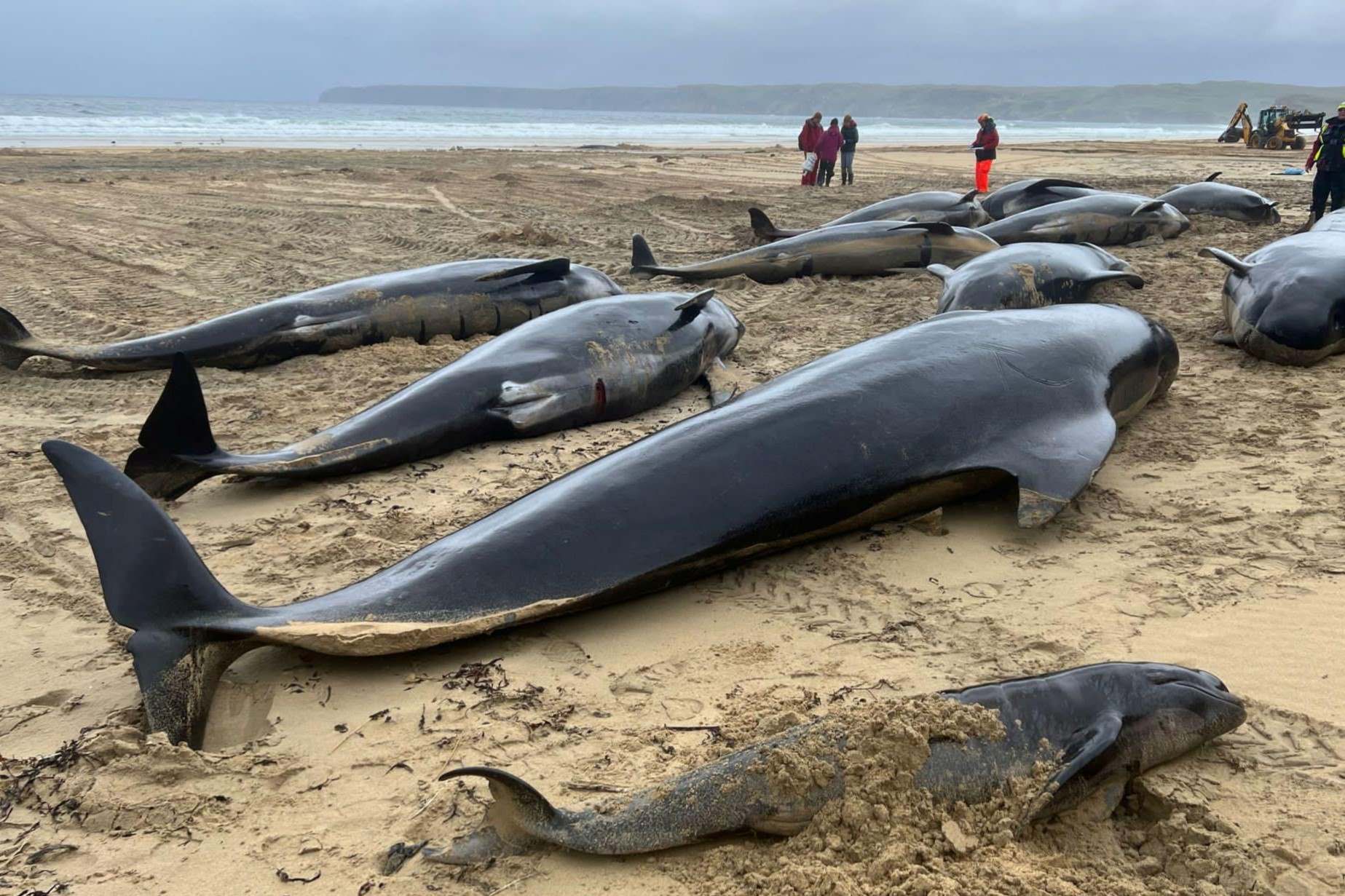 35-facts-about-pilot-whale-stranding-scotland