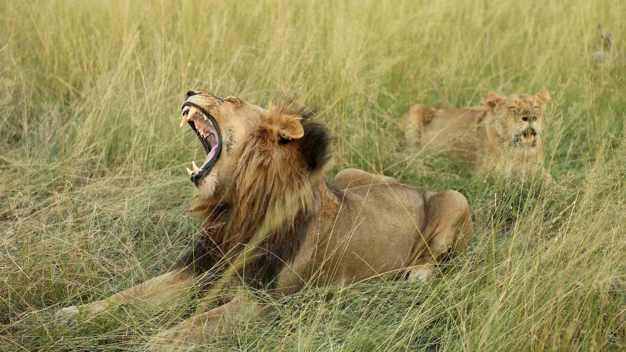 35-facts-about-poacher-killed-by-lions