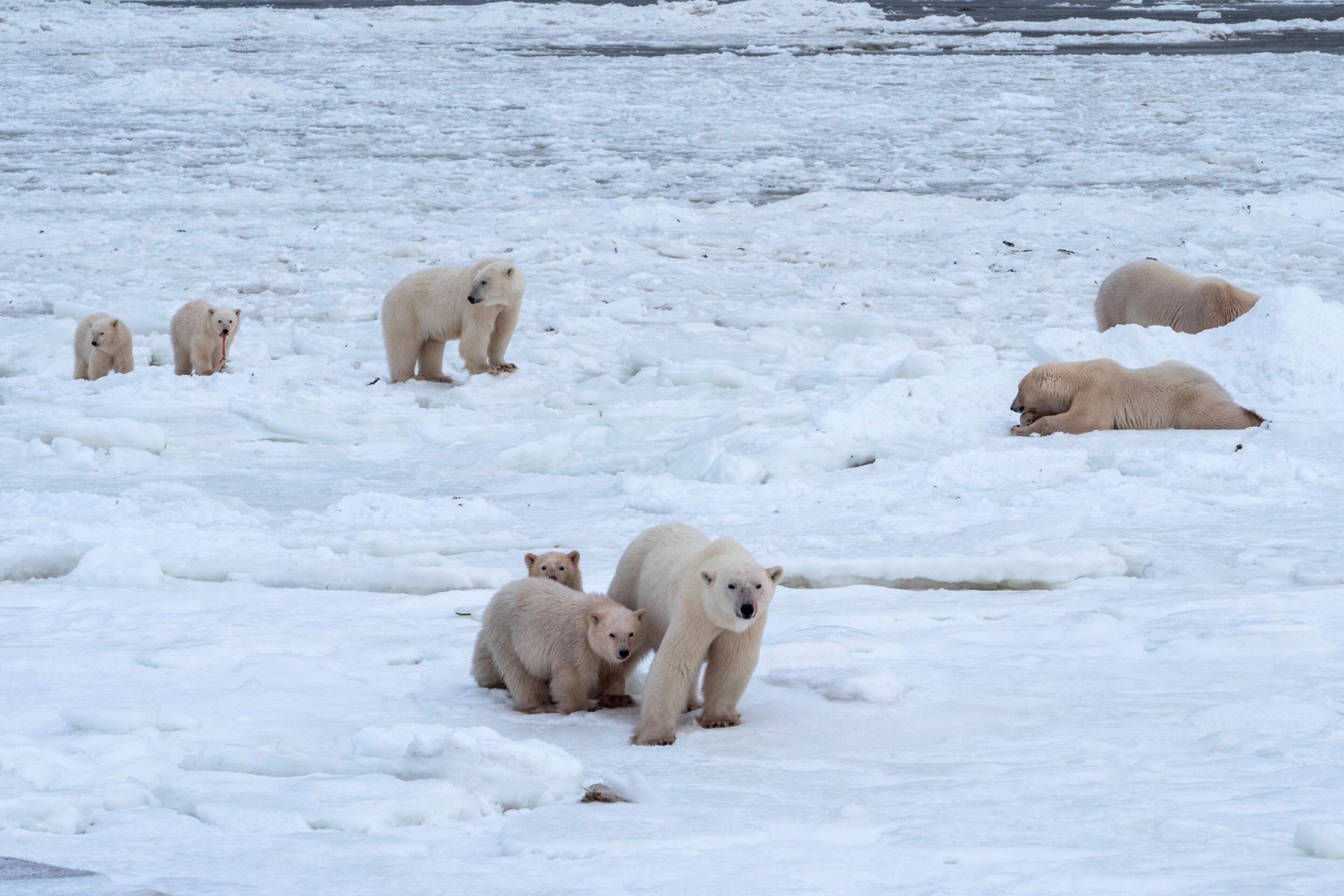 35-facts-about-polar-bear-cannibalism