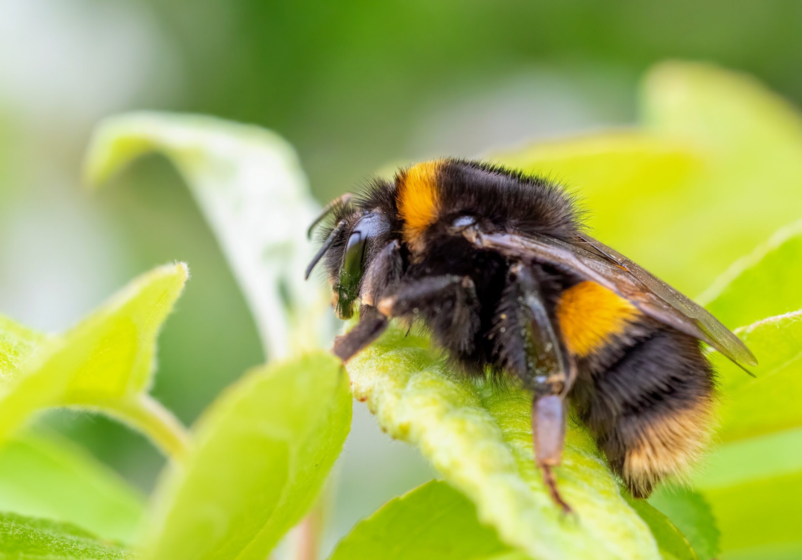 35-facts-about-queen-bumble-bee