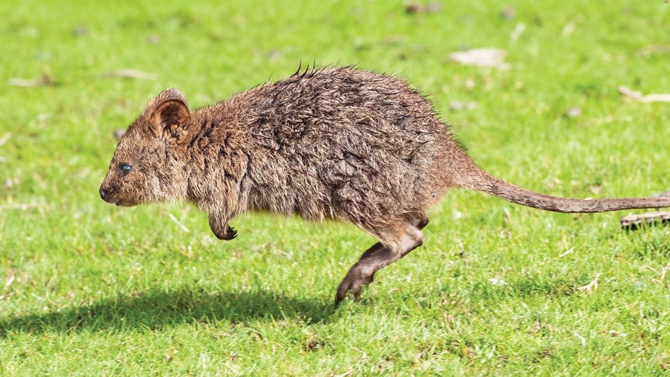 35-facts-about-quokka