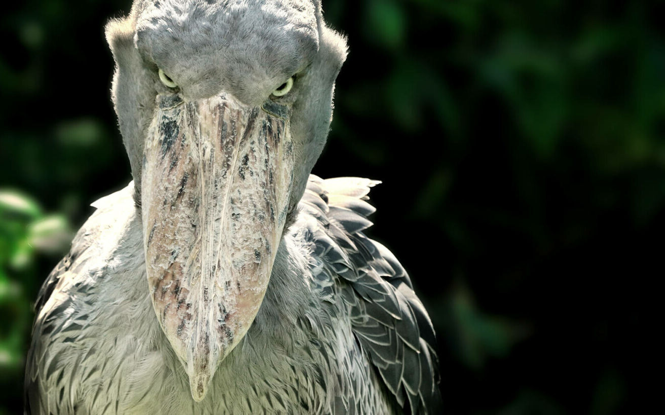 35-facts-about-scary-birds