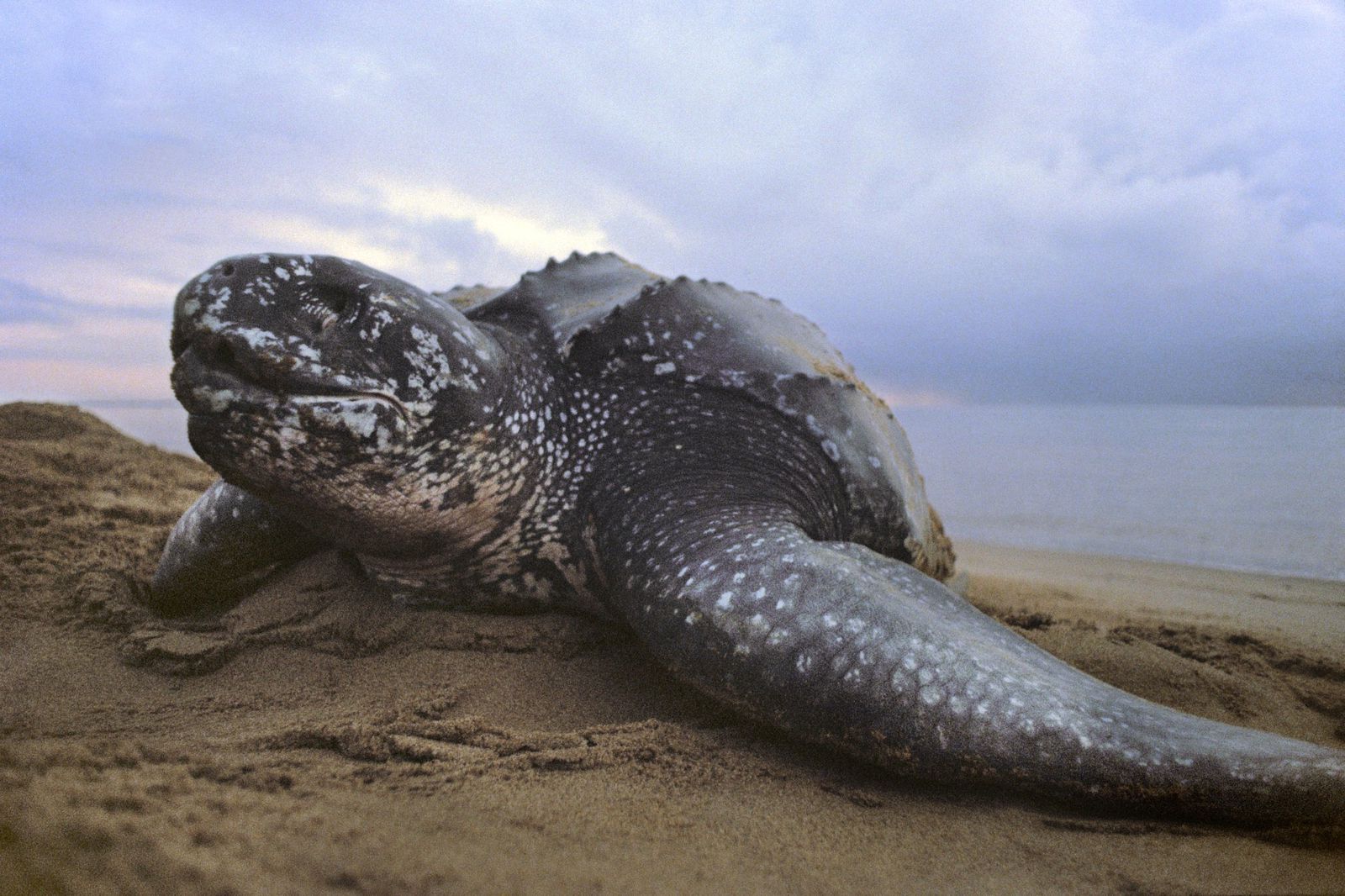 35-facts-about-sea-turtle-mouth