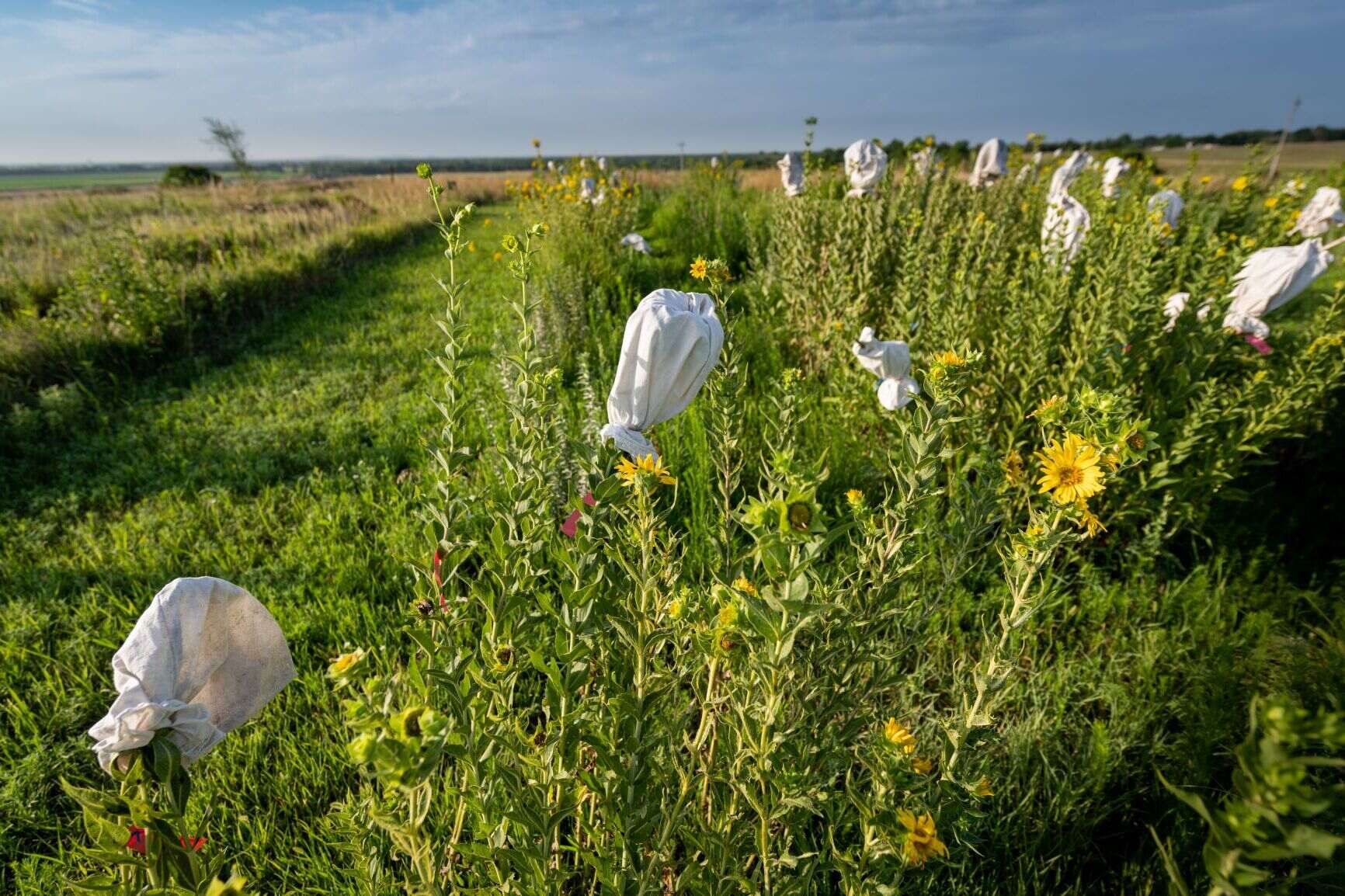 35-facts-about-silphium