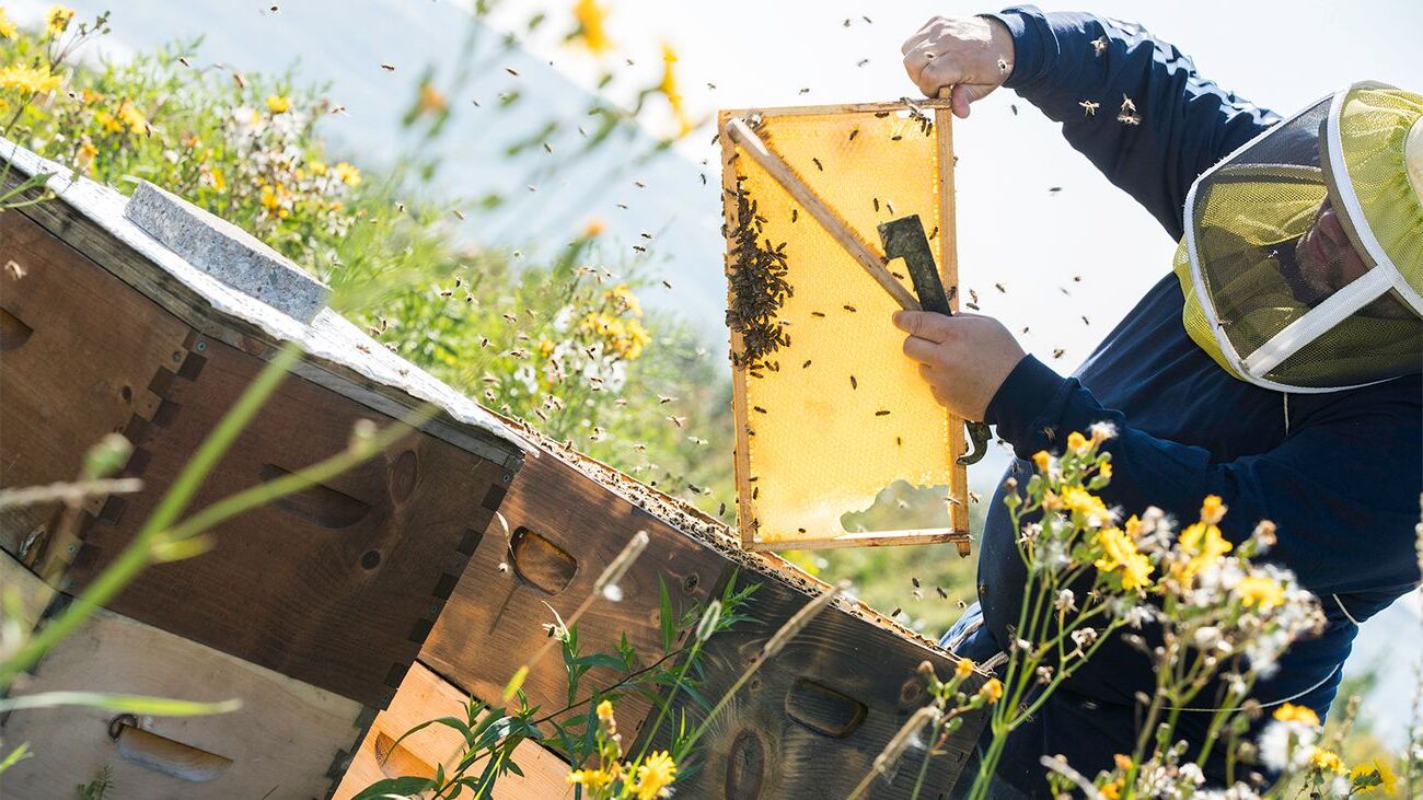 35-facts-about-the-history-of-beekeeping