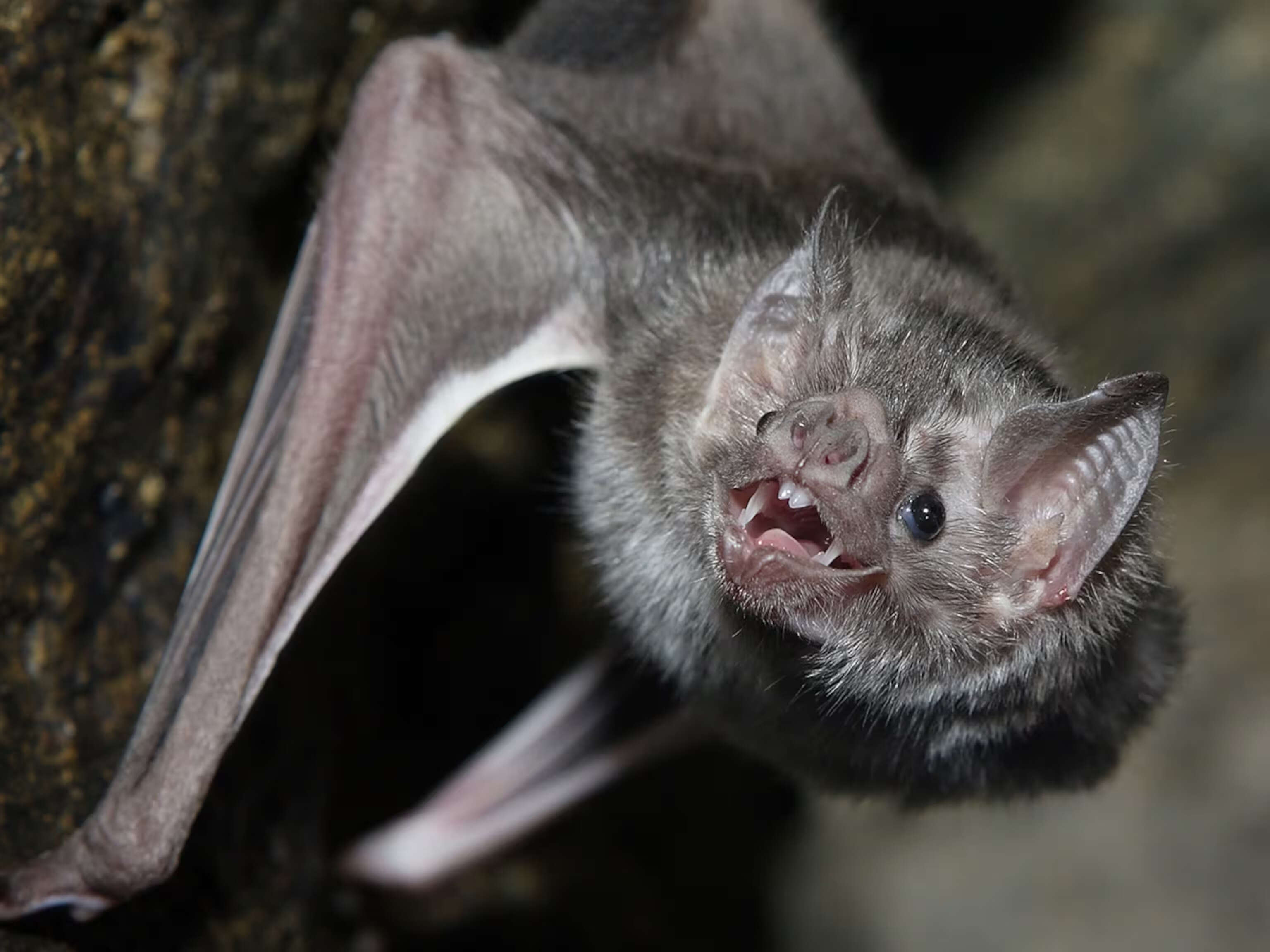 35-facts-about-vampire-bats