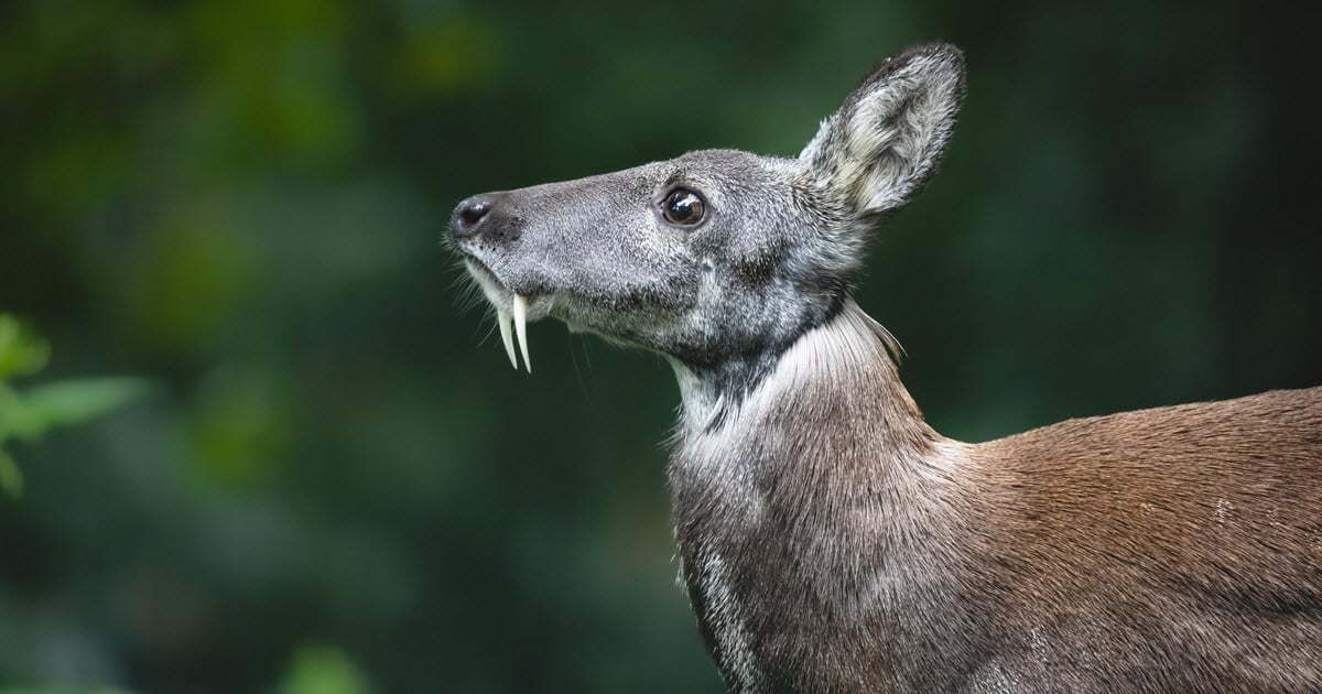 35-facts-about-vampire-deer