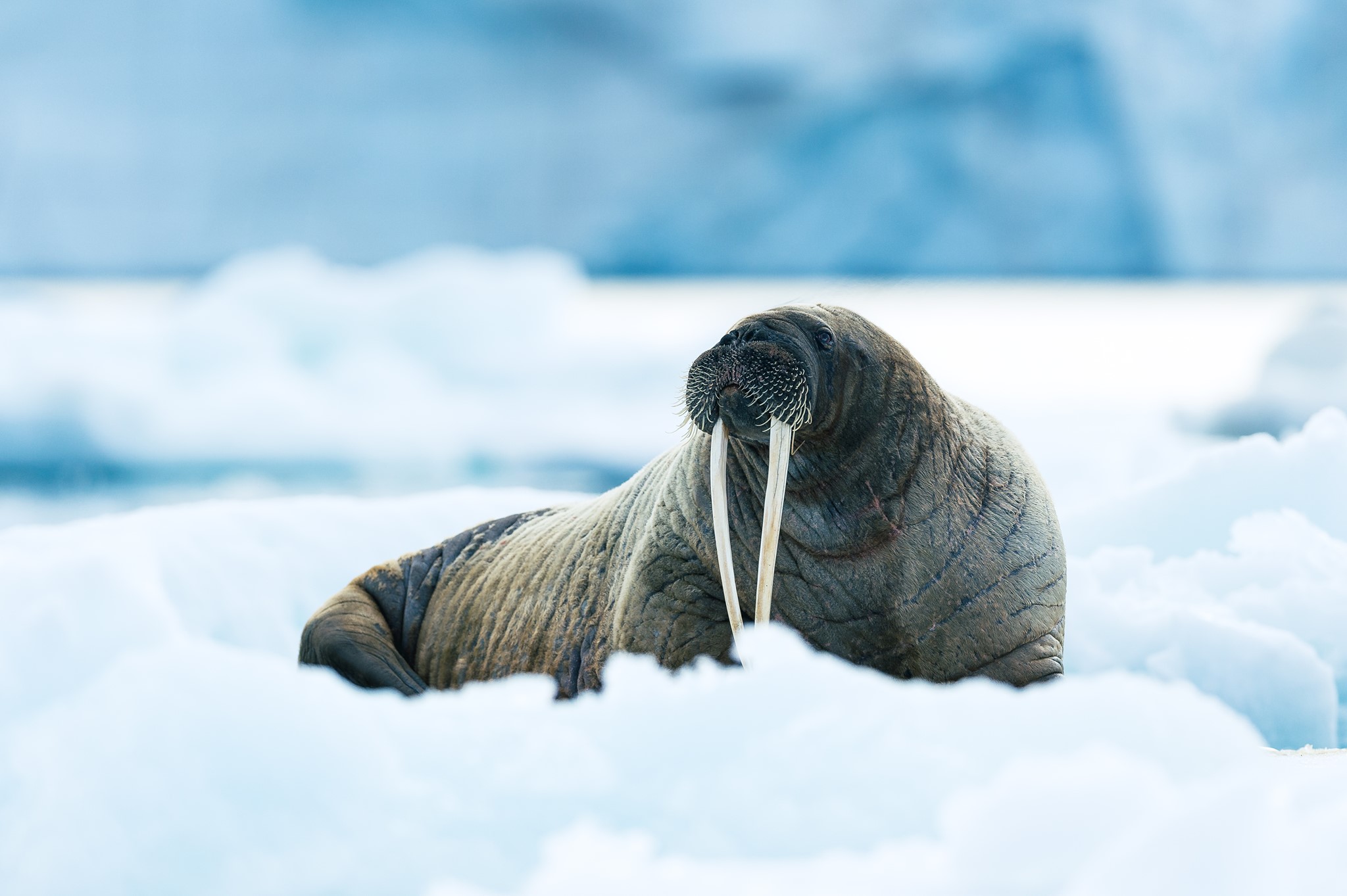 37-facts-about-arctic-animals