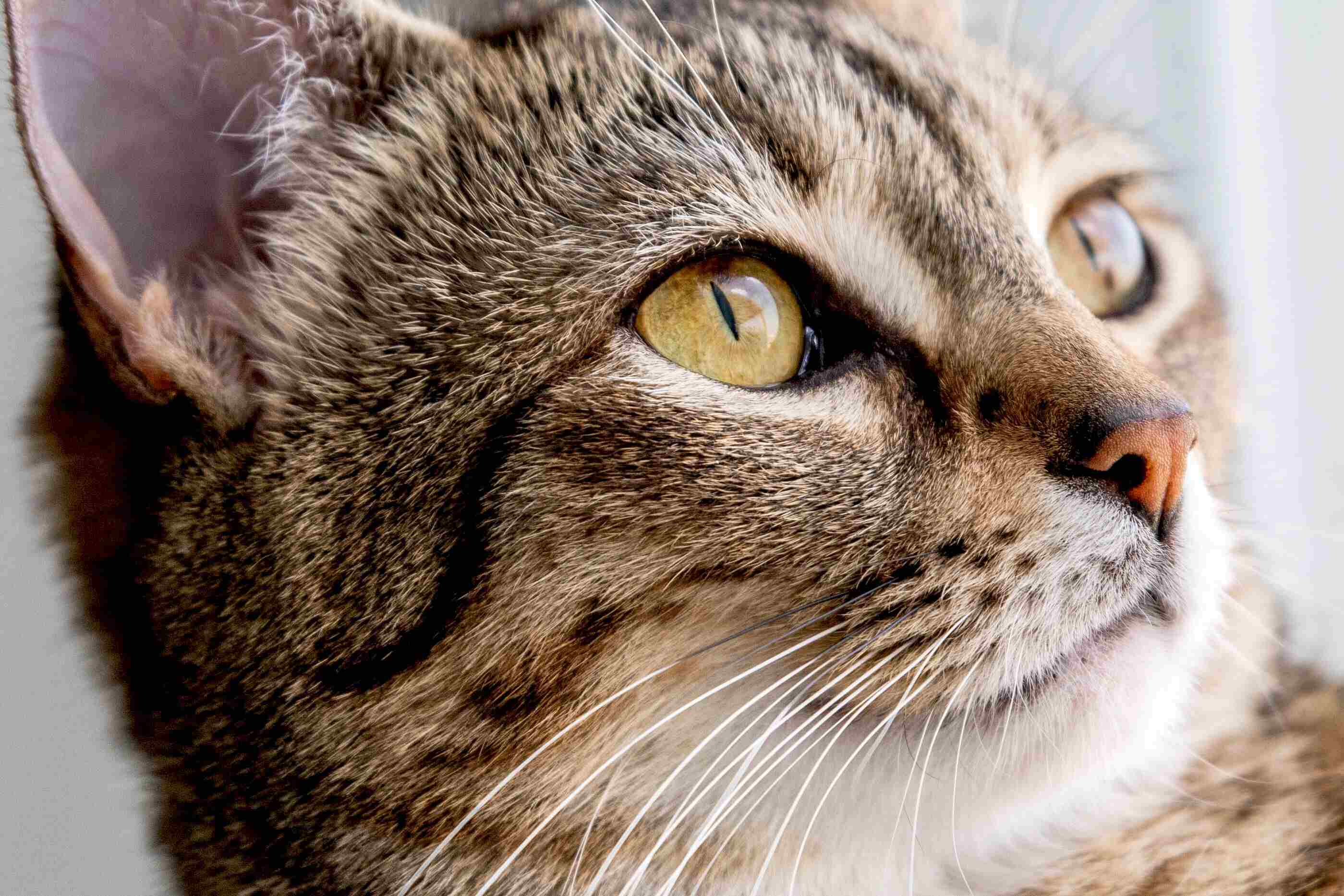 37-facts-about-cat-eyes