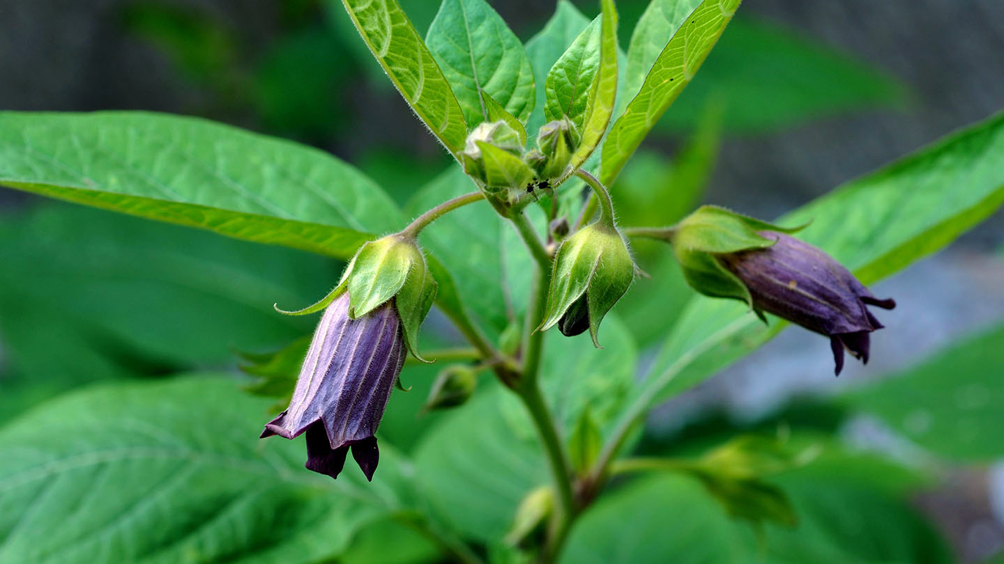 37-facts-about-deadly-nightshade