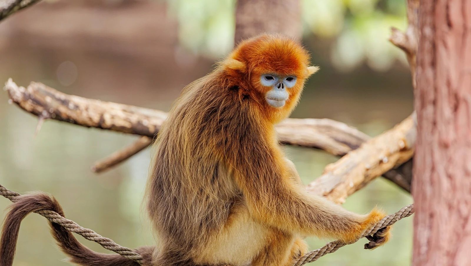 37-facts-about-golden-snub-nosed-monkey