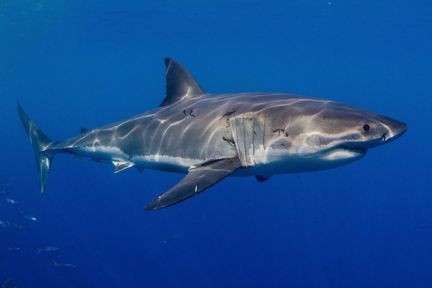 37-facts-about-great-white-shark