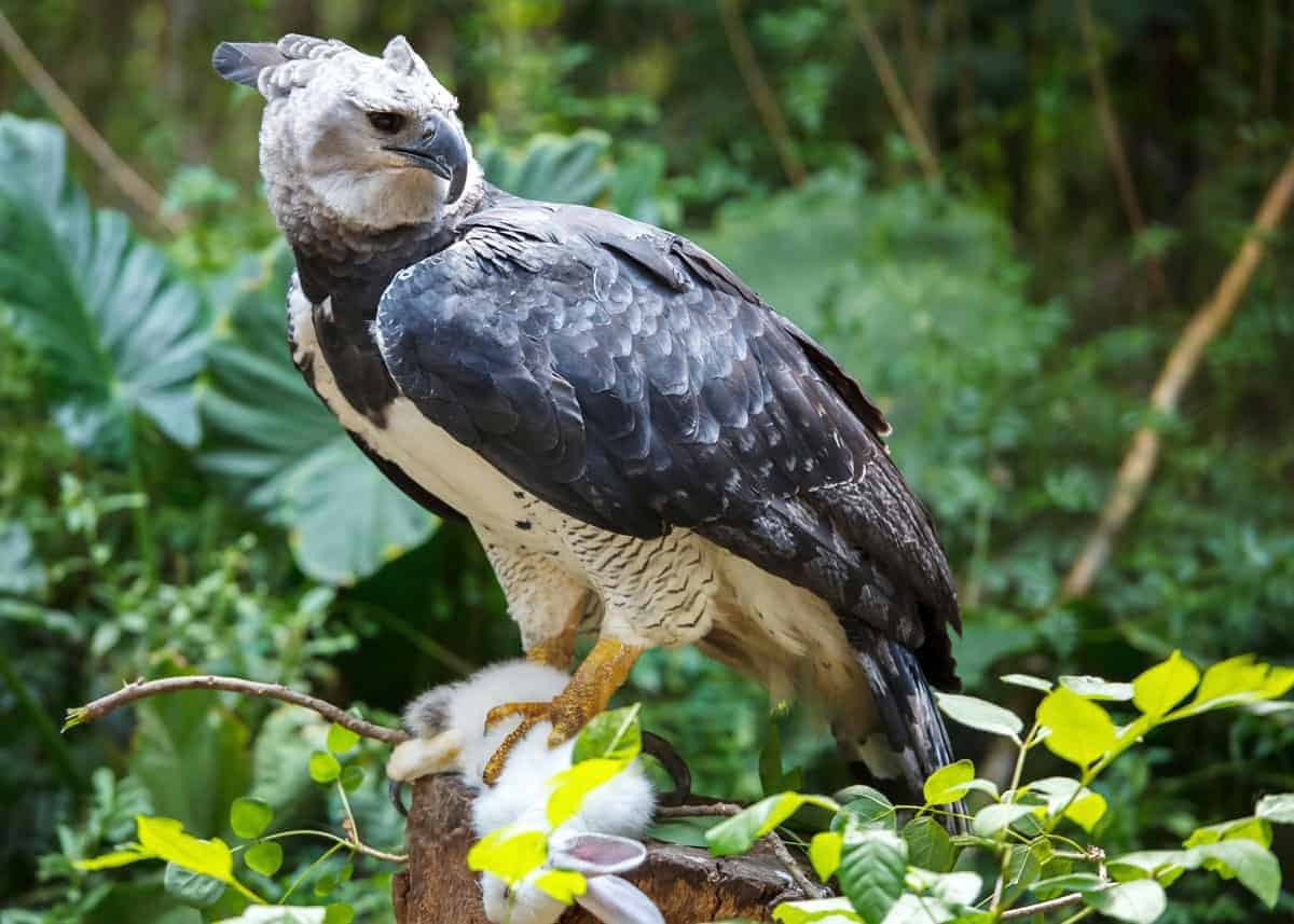 37-facts-about-harpy-eagle