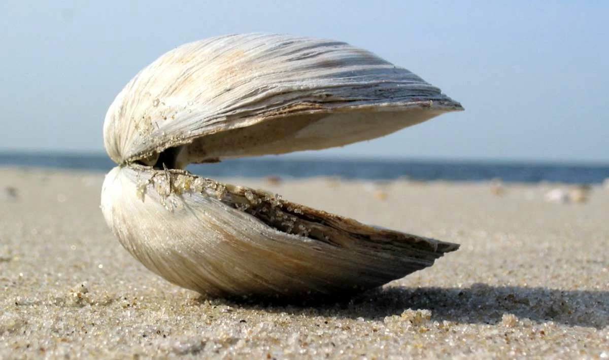 37-facts-about-ming-the-clam