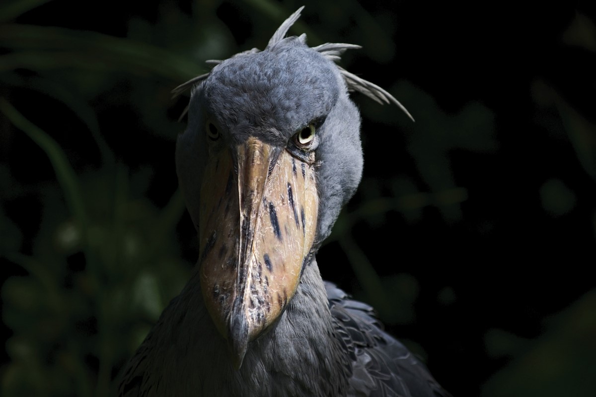 37-facts-about-shoebill-stork