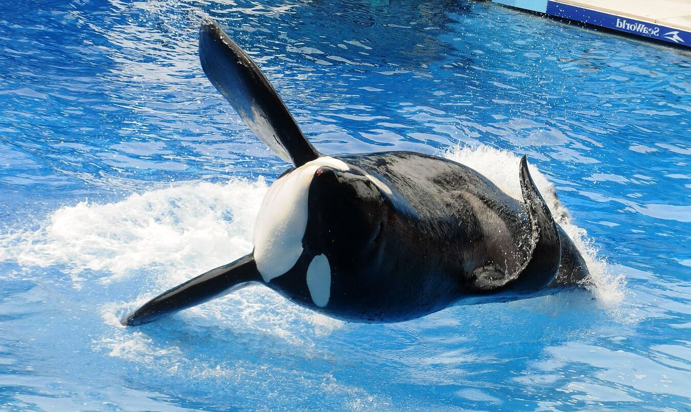 37-facts-about-tilikum