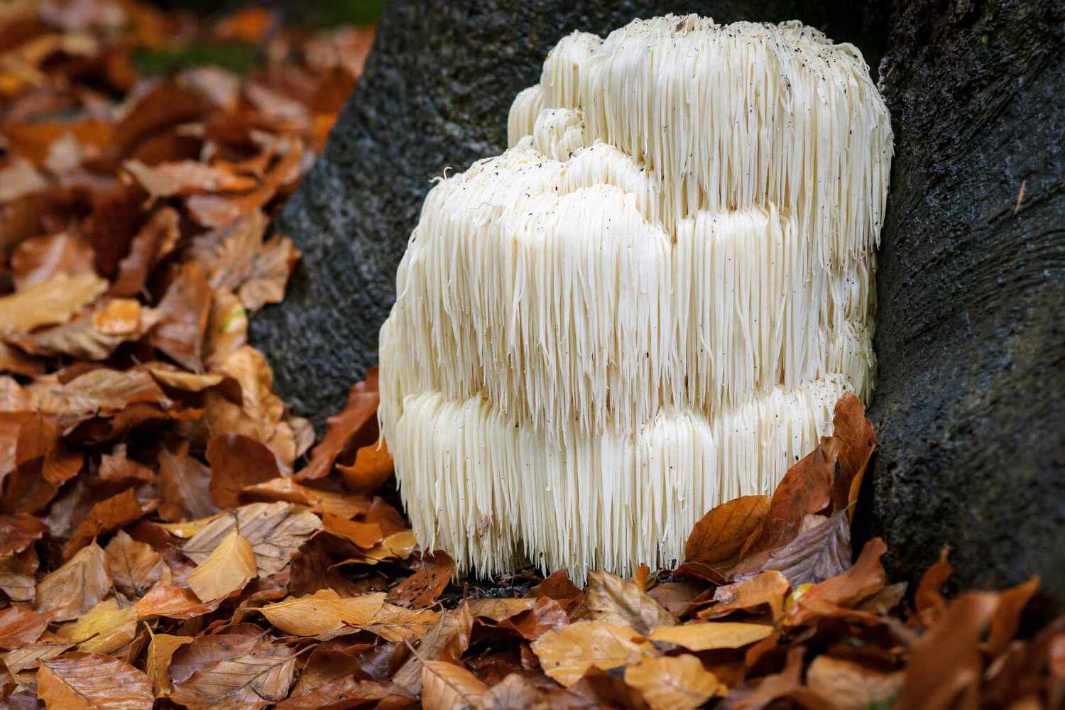 37-facts-about-weird-mushrooms