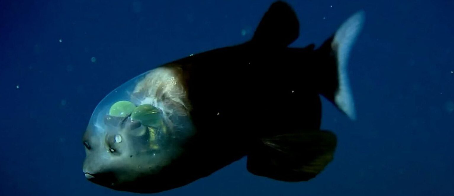 38-facts-about-barreleye-fish