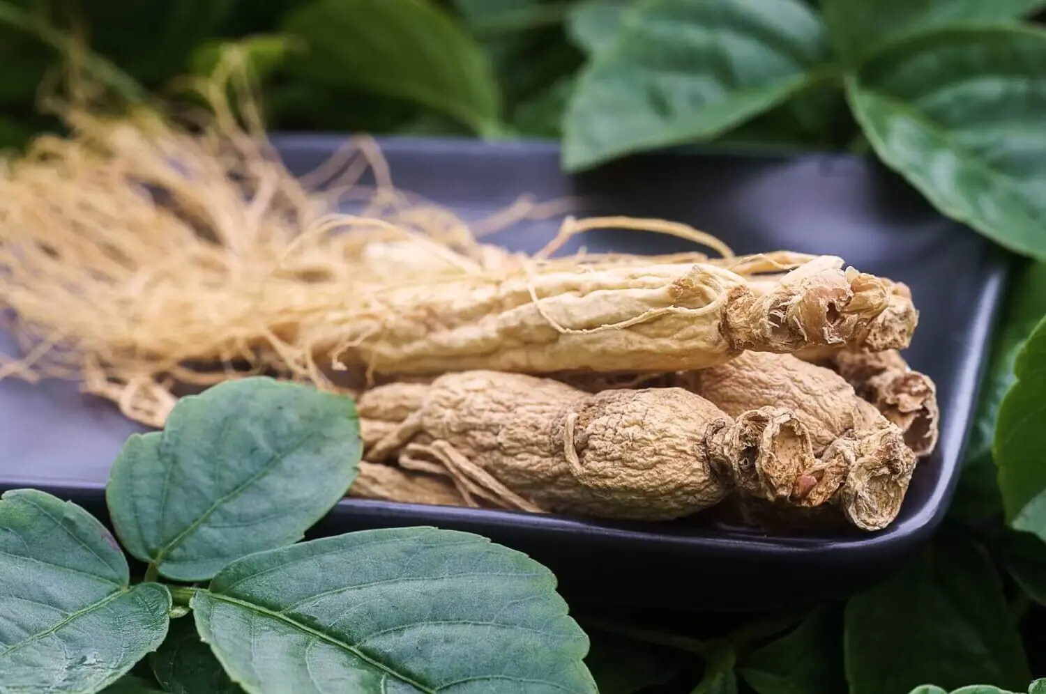 39-facts-about-ginseng