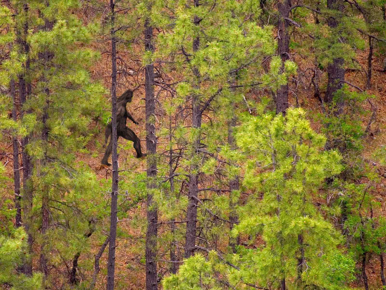 40-facts-about-bigfoot-sightings