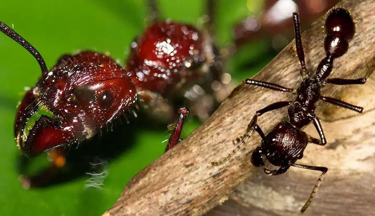 40-facts-about-bullet-ant