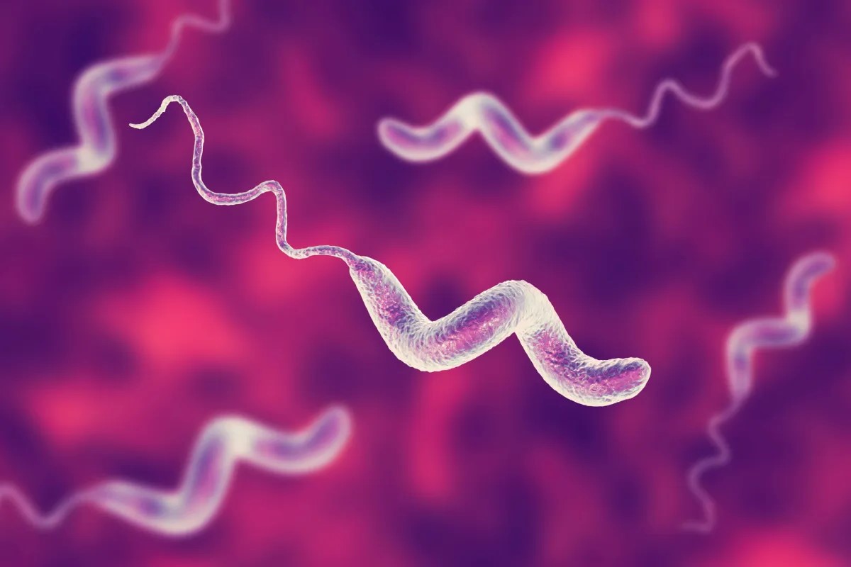 40-facts-about-campylobacteriosis