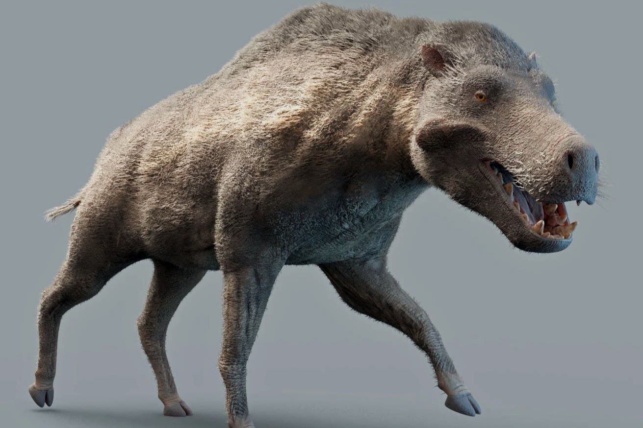 40-facts-about-entelodont