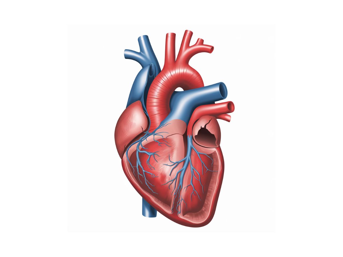 40-facts-about-familial-dilated-cardiomyopathy