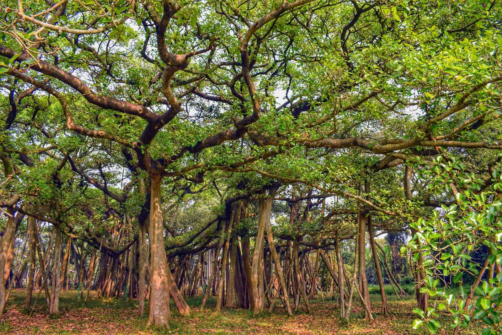 40-facts-about-great-banyan-tree