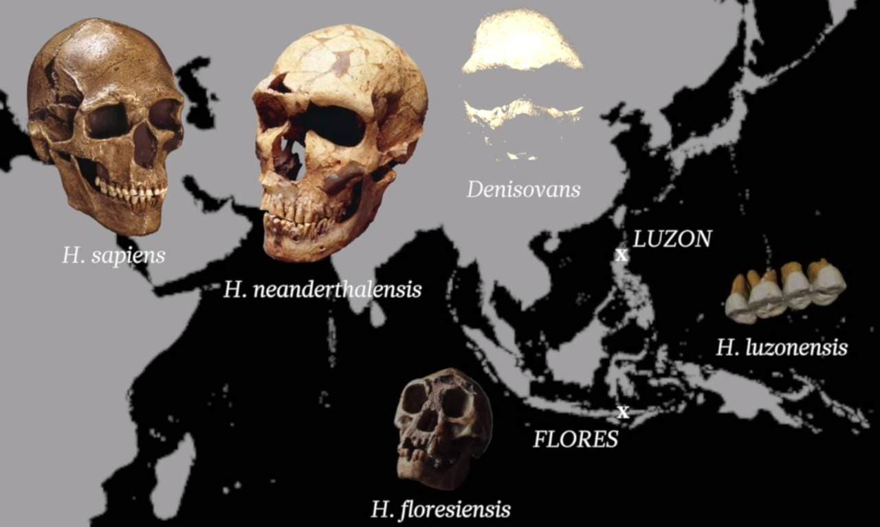 40-facts-about-homo-luzonensis