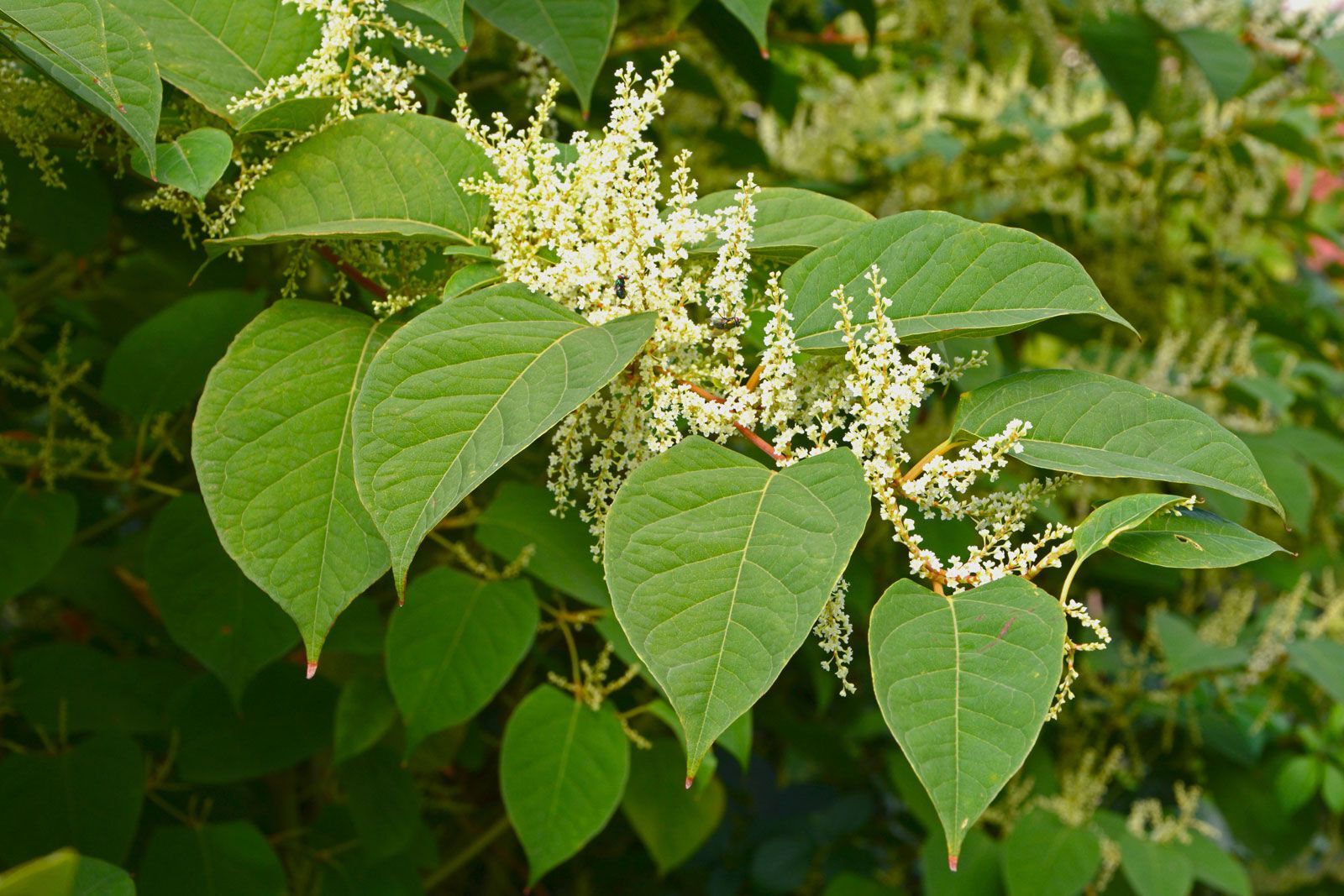 40-facts-about-japanese-knotweed