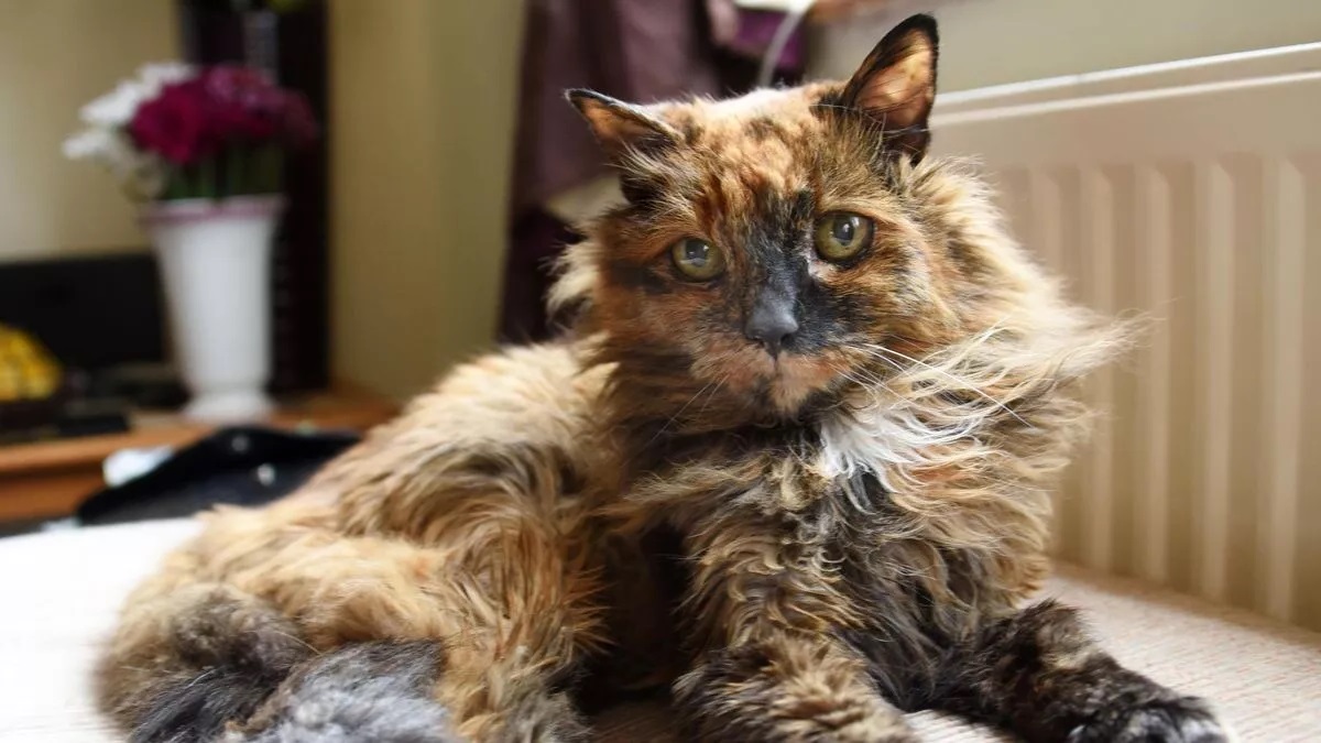 40-facts-about-oldest-cat-in-the-world