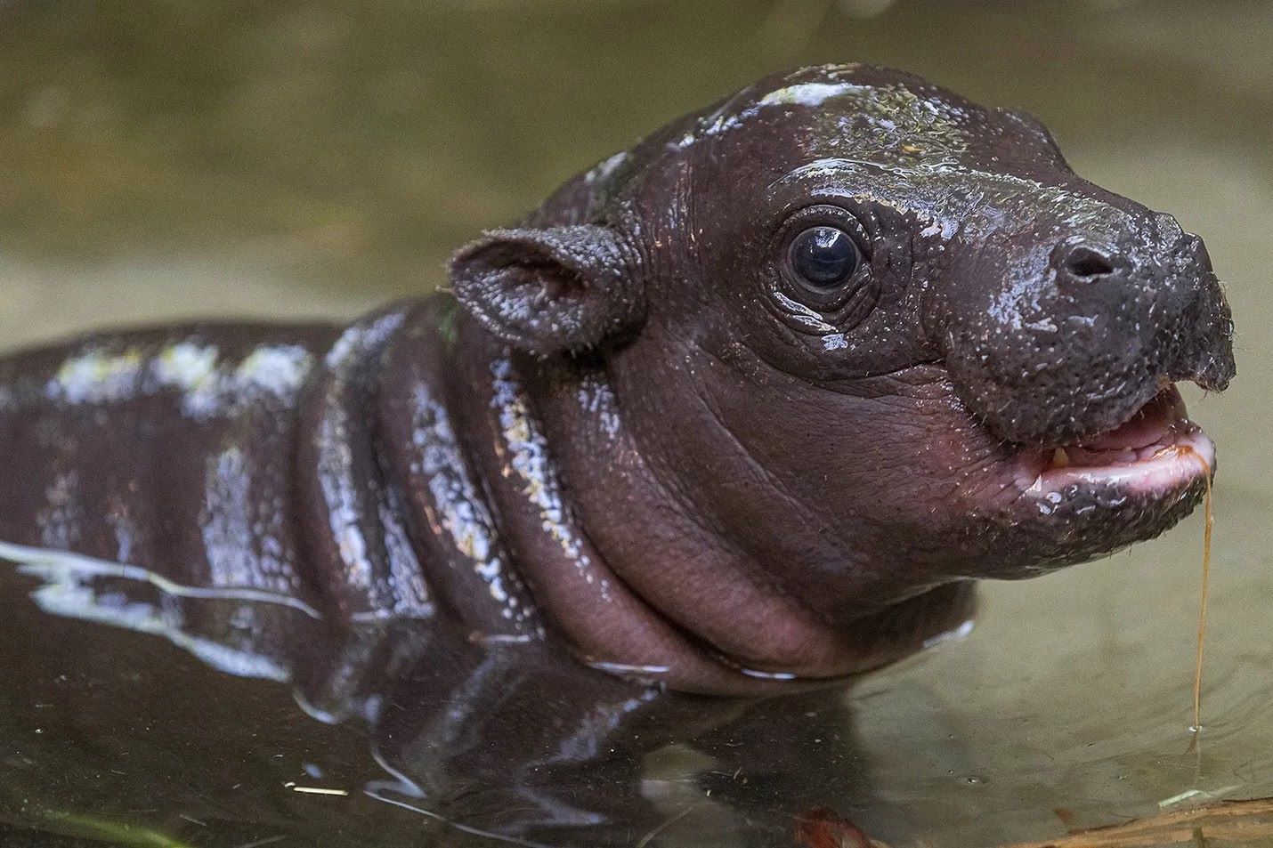 40-facts-about-pygmy-hippopotamus