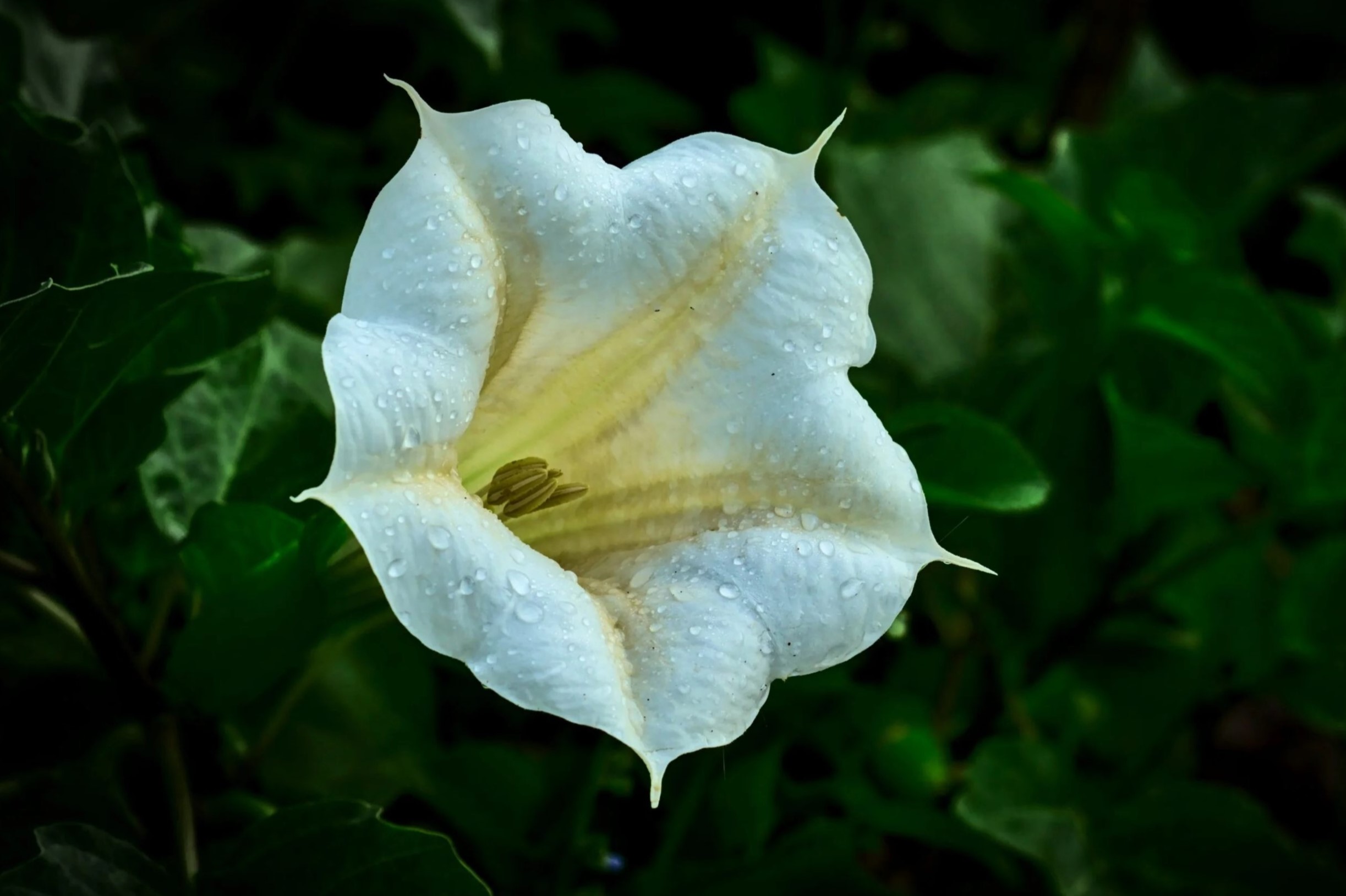 40-facts-about-scopolamine