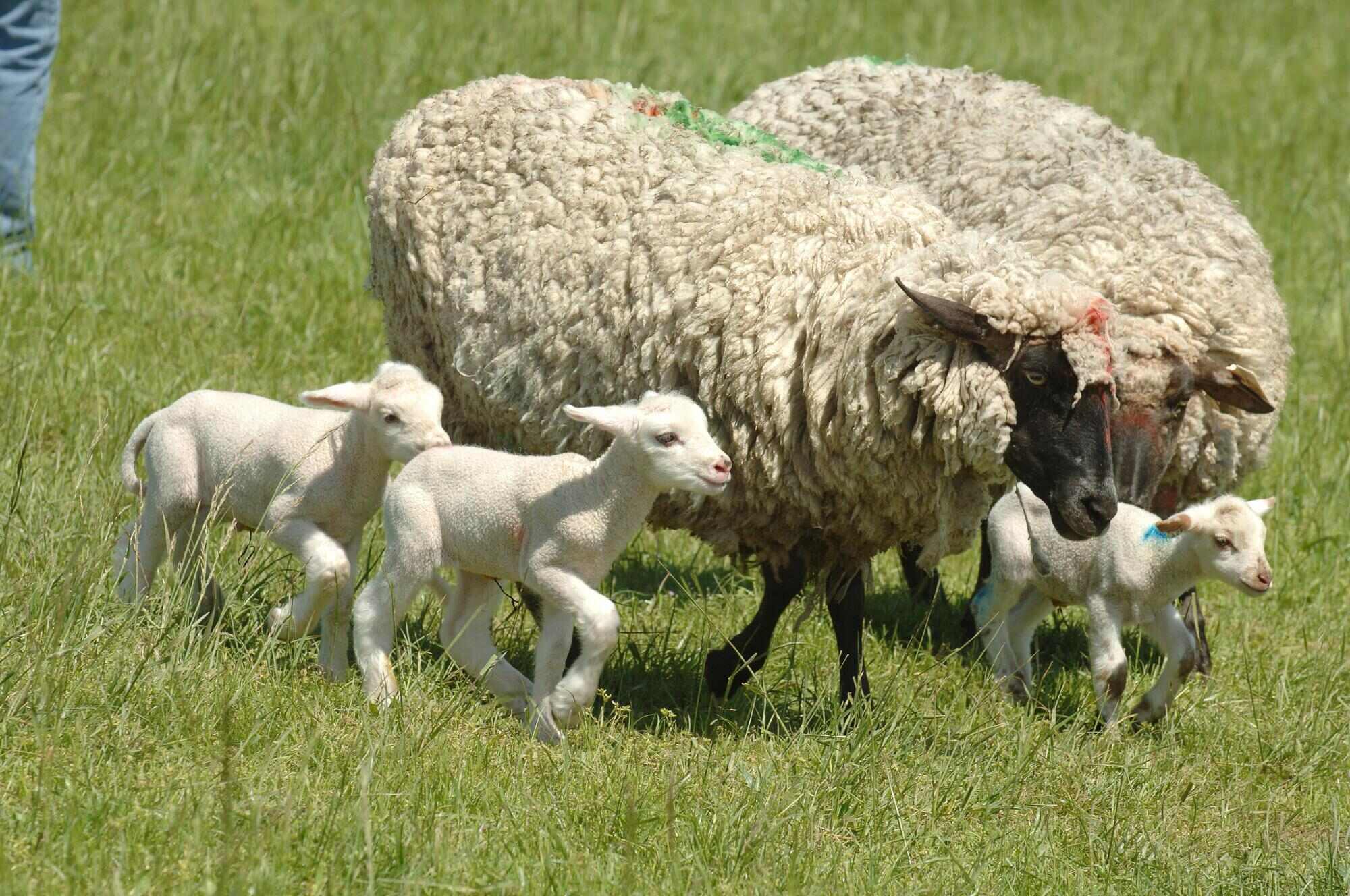 40-facts-about-spider-lamb-syndrome