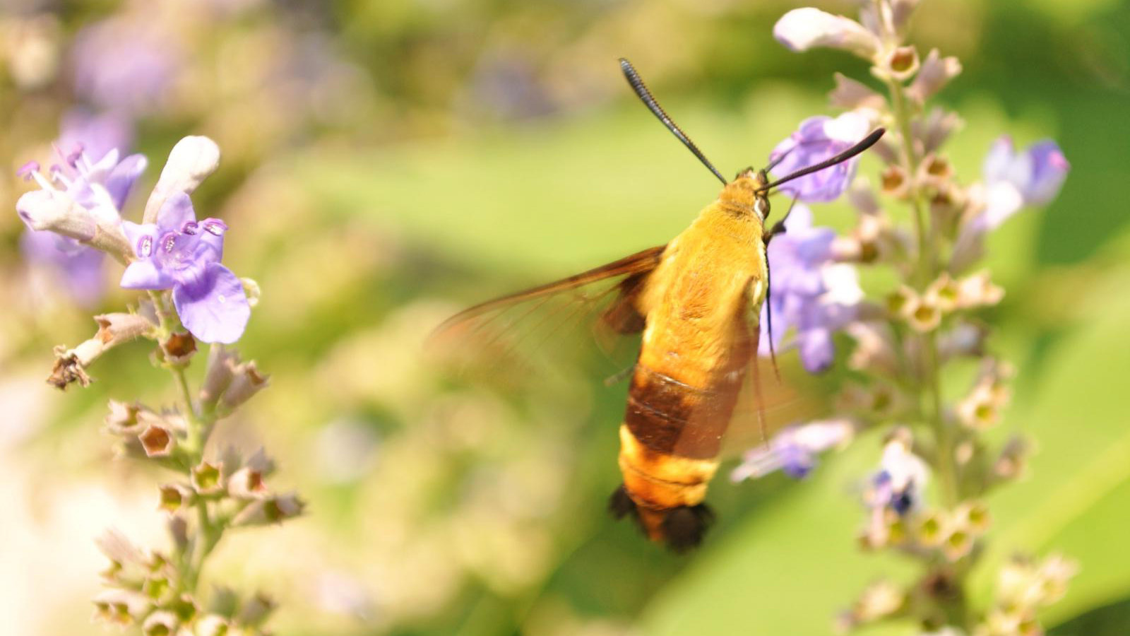 40-facts-about-unusual-pollinators