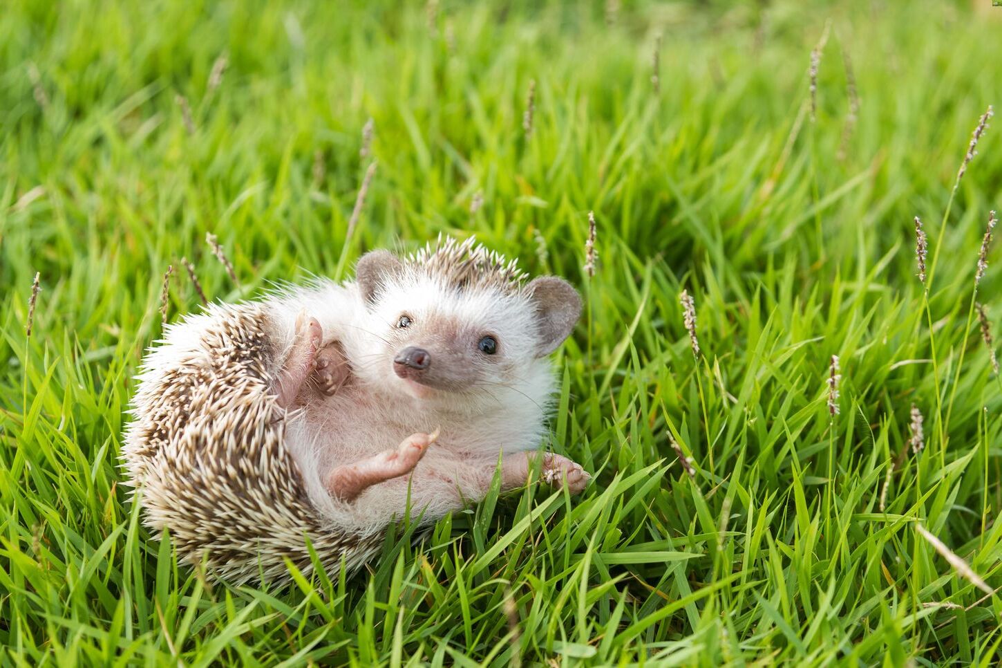 40-facts-about-wobbly-hedgehog-syndrome