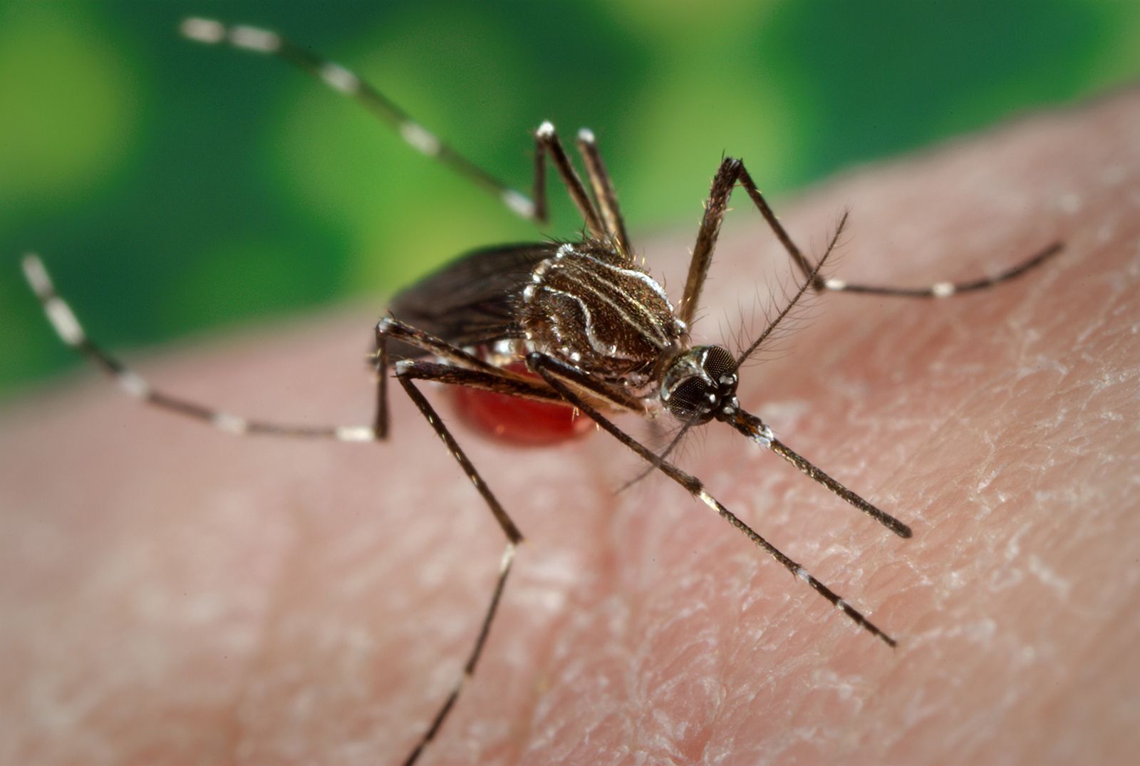 45-facts-about-chikungunya