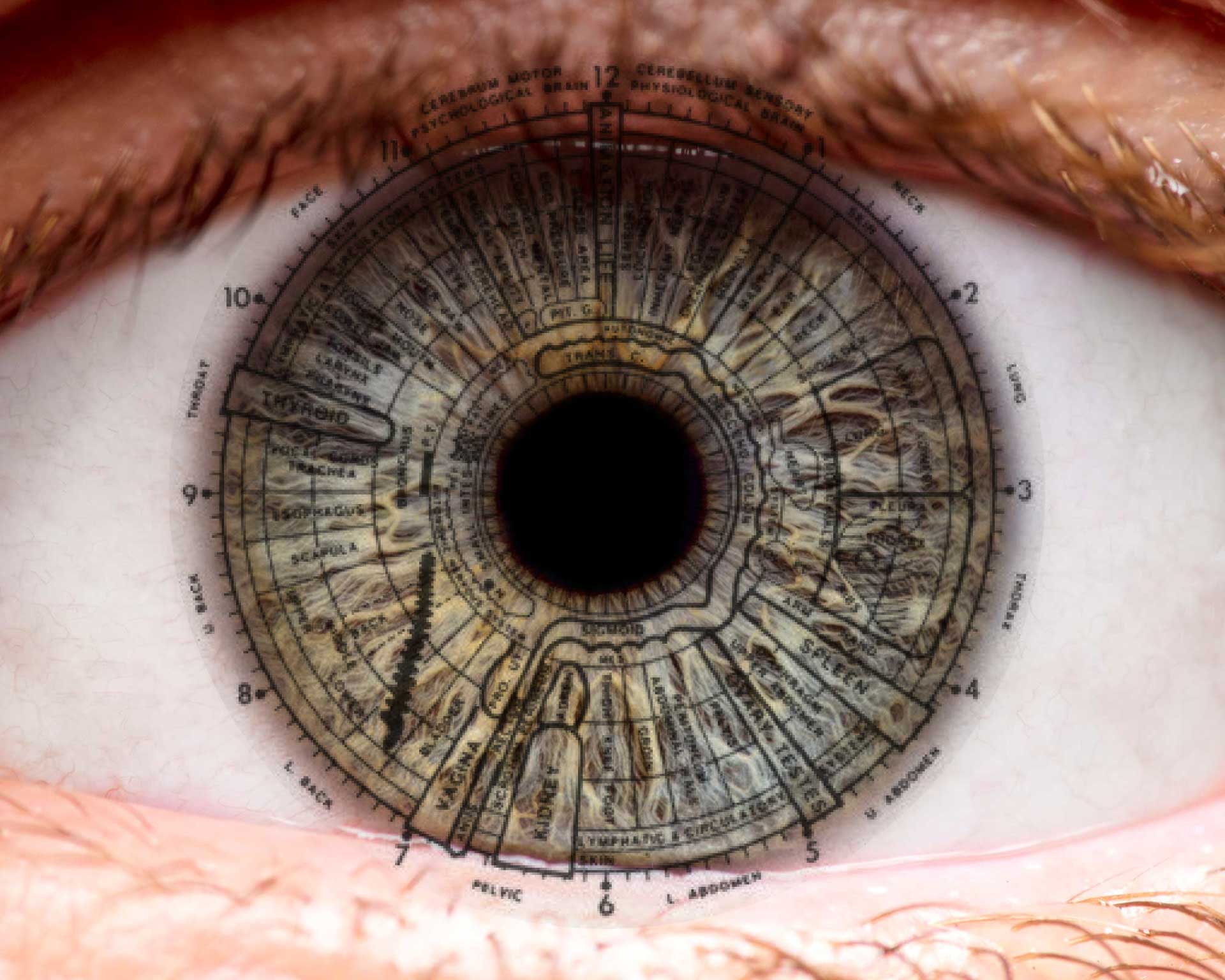 45-facts-about-iridology